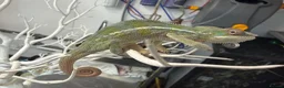 Chameleon reptiles for sale: Ambilobe chameleon - Advert 3