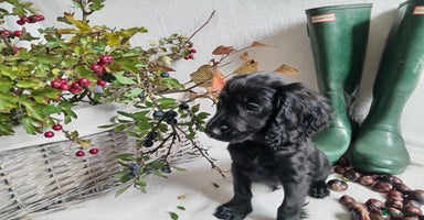 Cocker Spaniel dogs - Advert 16