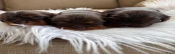 Cavalier King Charles Spaniel dogs for sale: Chocolate and Tan Exst heKth texted puppies  - Advert 9