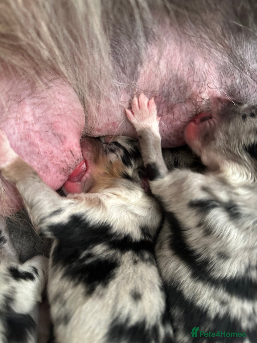 Australian Shepherd dogs for sale: Beautiful Australian Shepherds  - Image 17