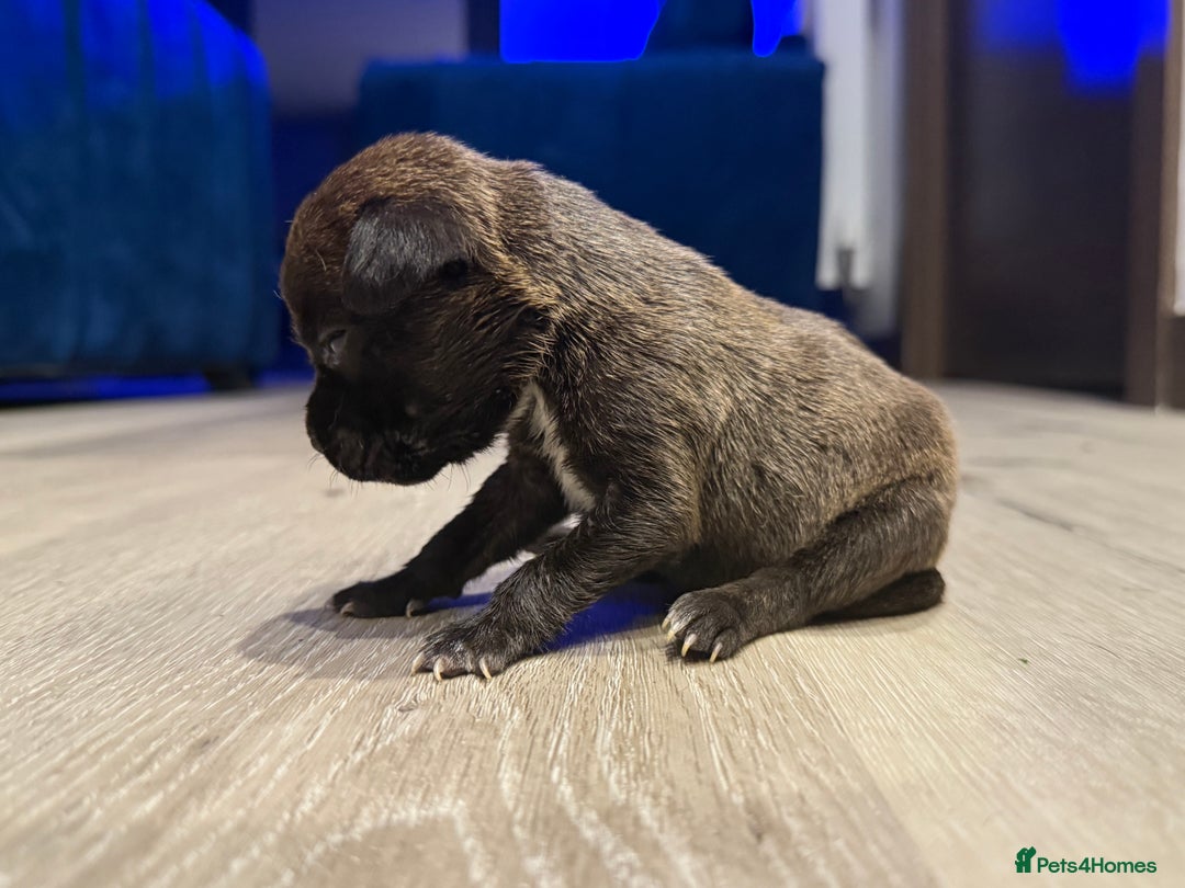 American Bully dogs for sale: 10 beautiful American Bullies🤍 - Advert 6