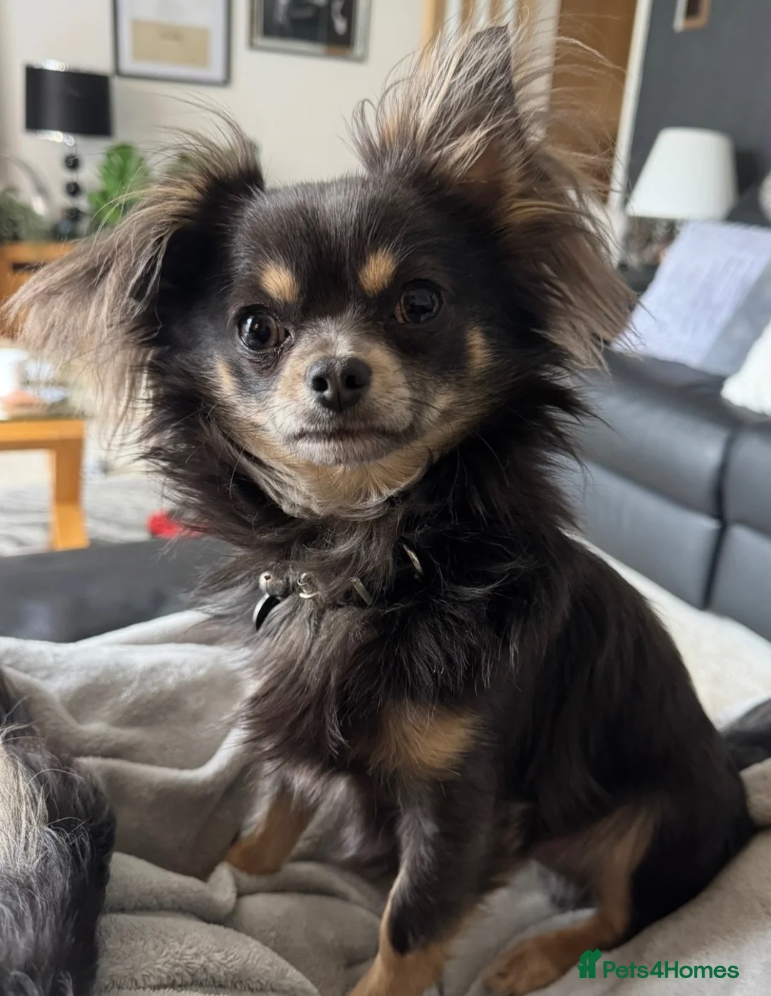 Chihuahua dogs for sale: BEautiful long coat Chihuahia  - Advert 3