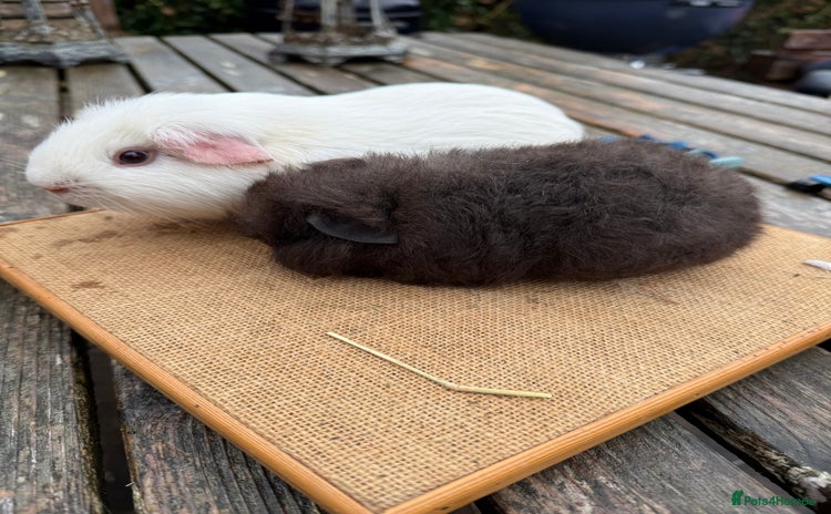 Guinea Pig rodents - Advert 10