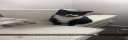 Mixed Breed cats for sale: Black-and-white tuxedo cat male  in Doncaster - Advert 7
