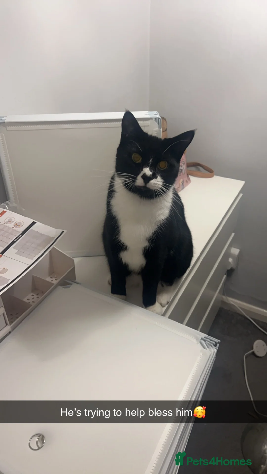 Mixed Breed cats for sale: Black-and-white tuxedo cat male  in Doncaster - Advert 7