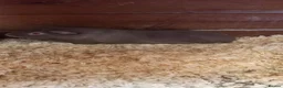 Guinea Pig rodents for sale: 3 male Guinea Pigs for sale  - Advert 6
