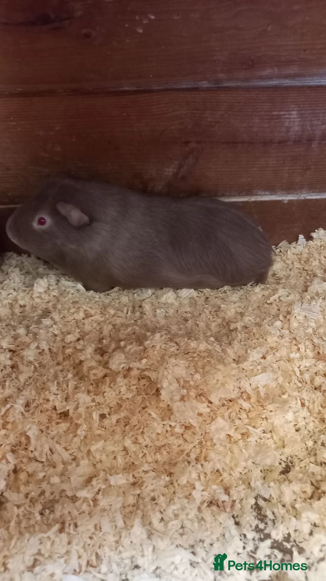 Guinea Pig rodents for sale: 3 male Guinea Pigs for sale  - Advert 6