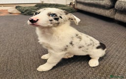 Border Collie dogs for sale: Kennel Club Border Collie Puppies For Sale - Image 3