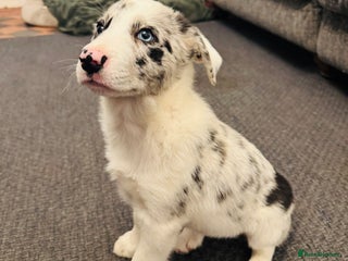 Border Collie dogs - Advert 8