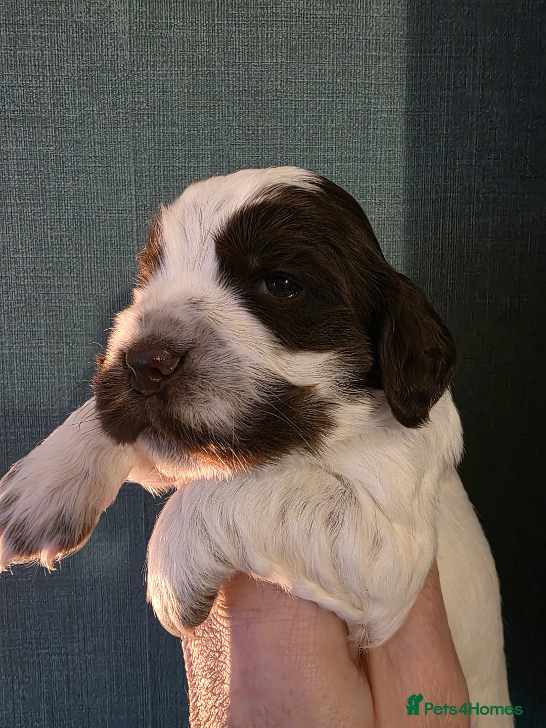 Cocker Spaniel dogs for sale: Choc roan cocker spaniel pups  - Advert 5