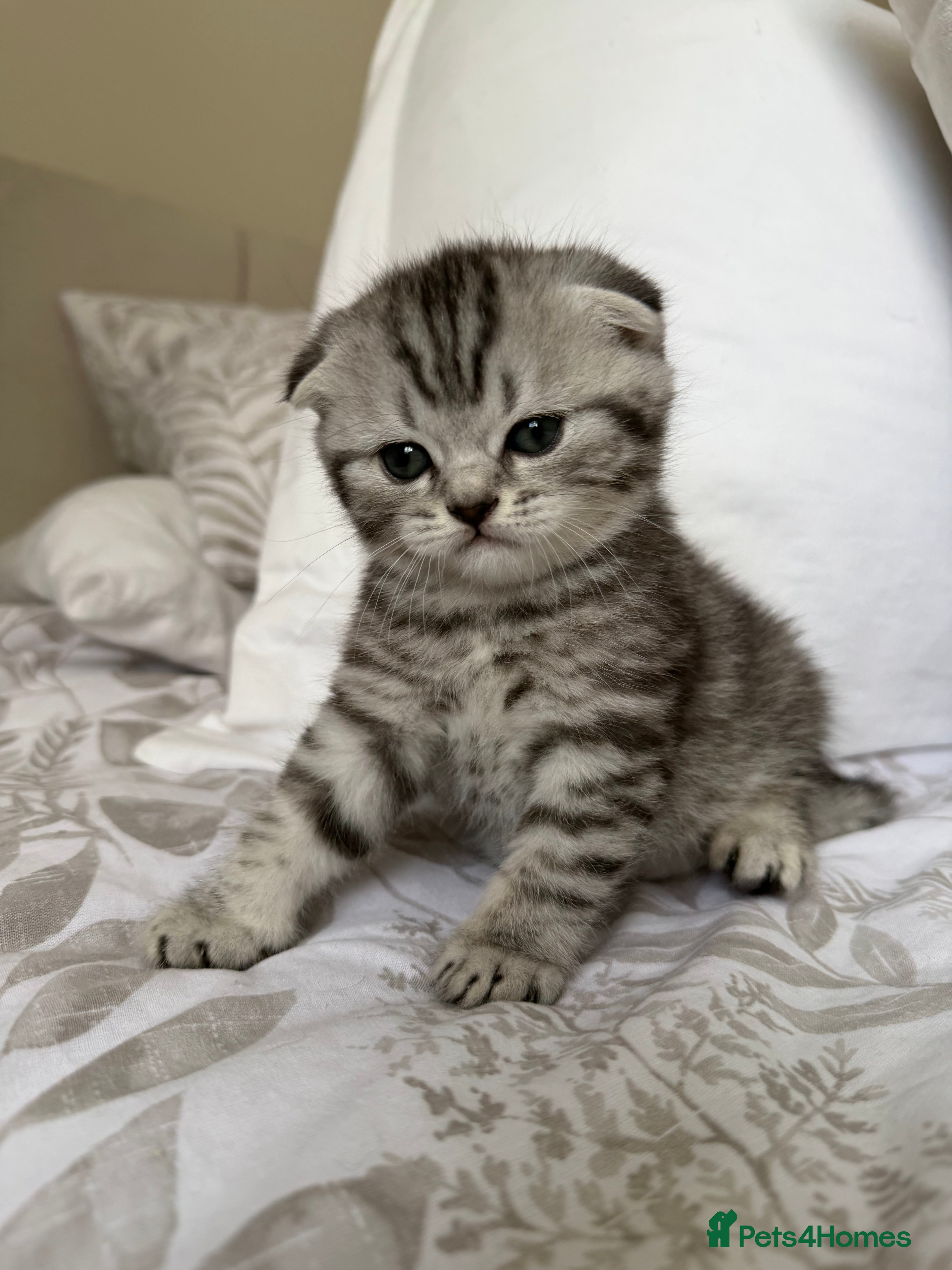 Scottish Fold cats Scottish fold black smoke kitten  - Advert 3