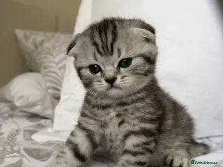 Scottish Fold cats Scottish fold black smoke kitten - Advert 3