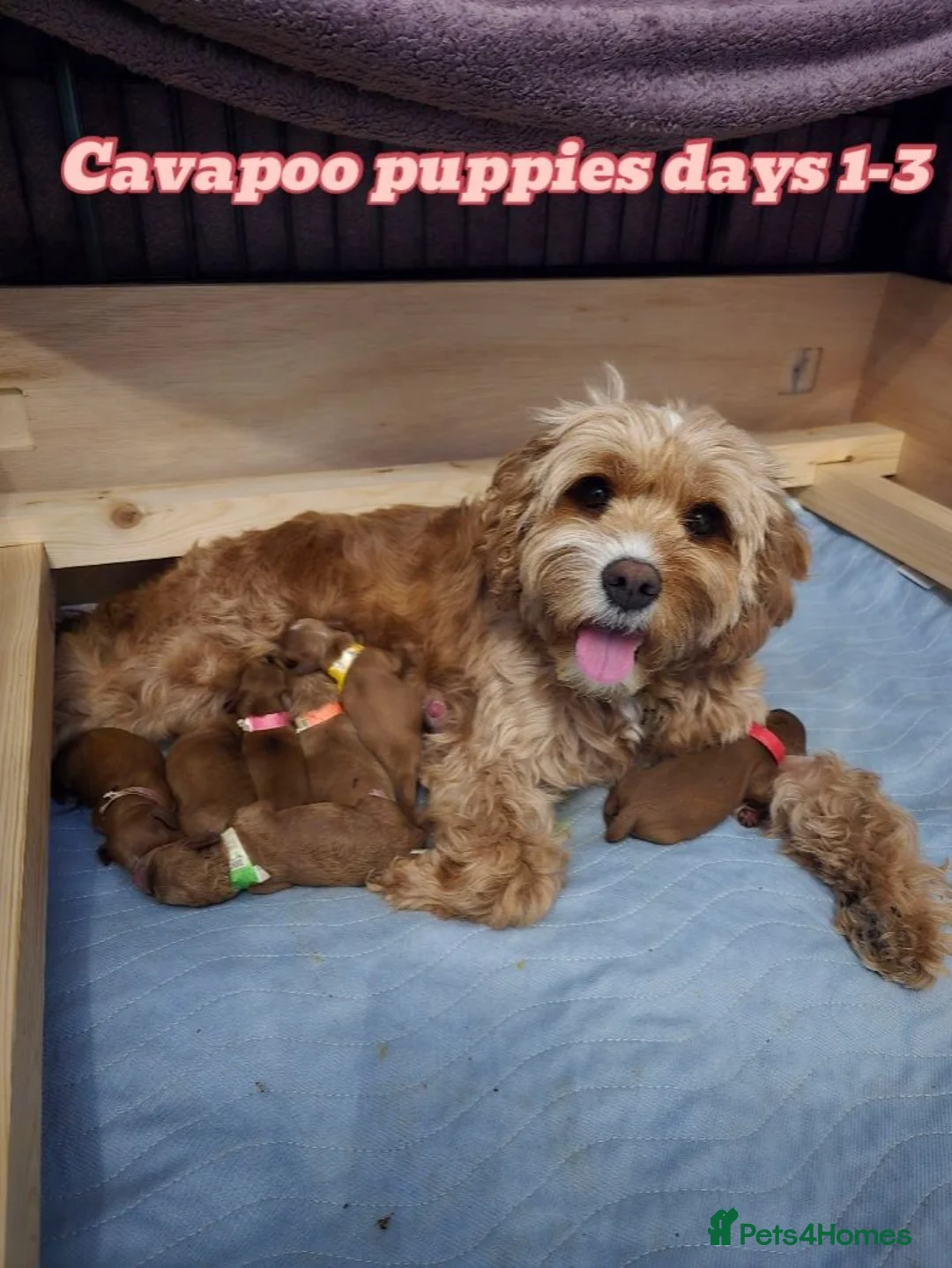Cavapoo dogs for sale: F1b health tested fox red cavapoo puppies  - Advert 1