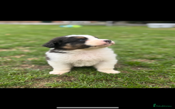 Australian Shepherd dogs for sale: 5 KC registered Australian Shepard puppies - Image 23