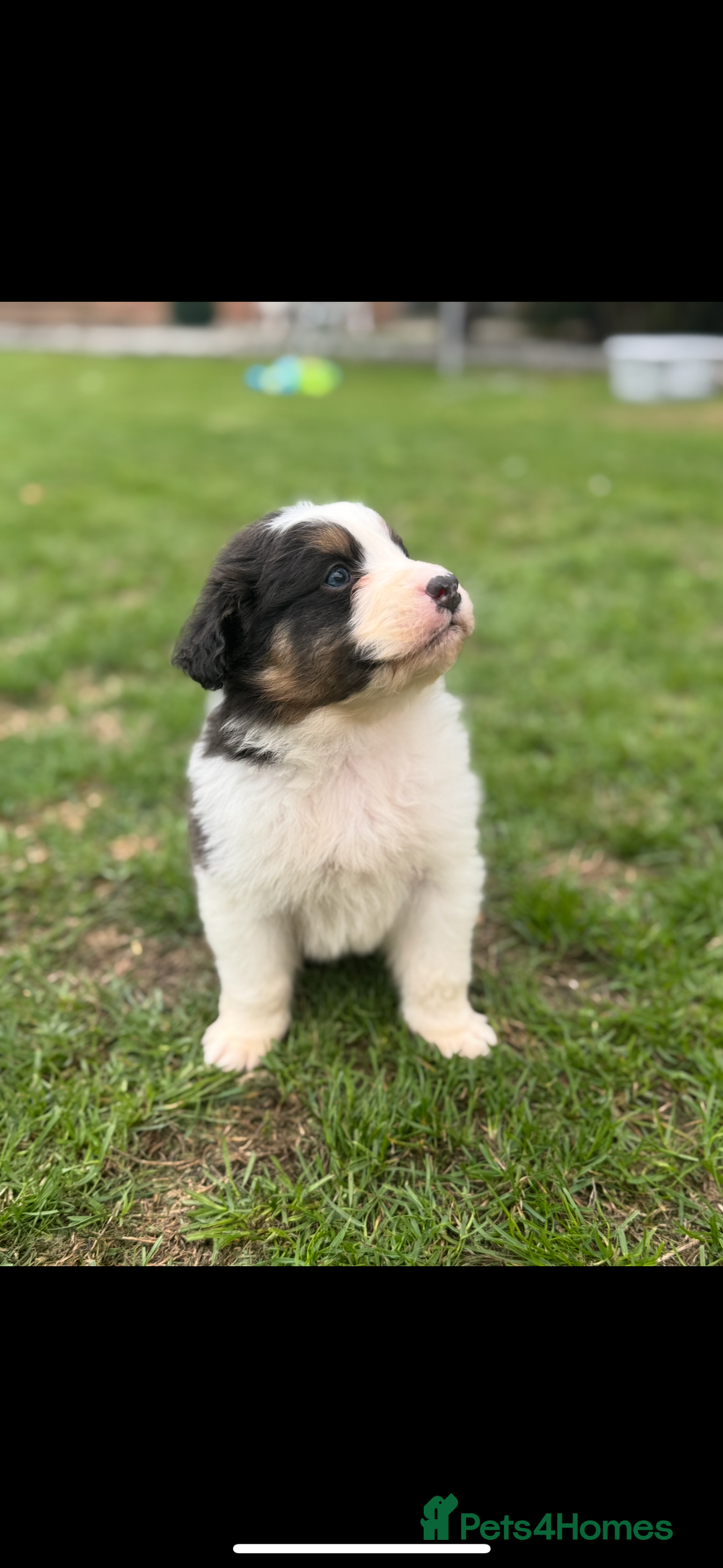 Australian Shepherd dogs for sale: 5 KC registered Australian Shepard puppies - Image 23