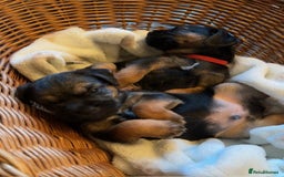 Border Terrier dogs for sale: 2 exceptional KC registered Border Terrier pups - Image 6