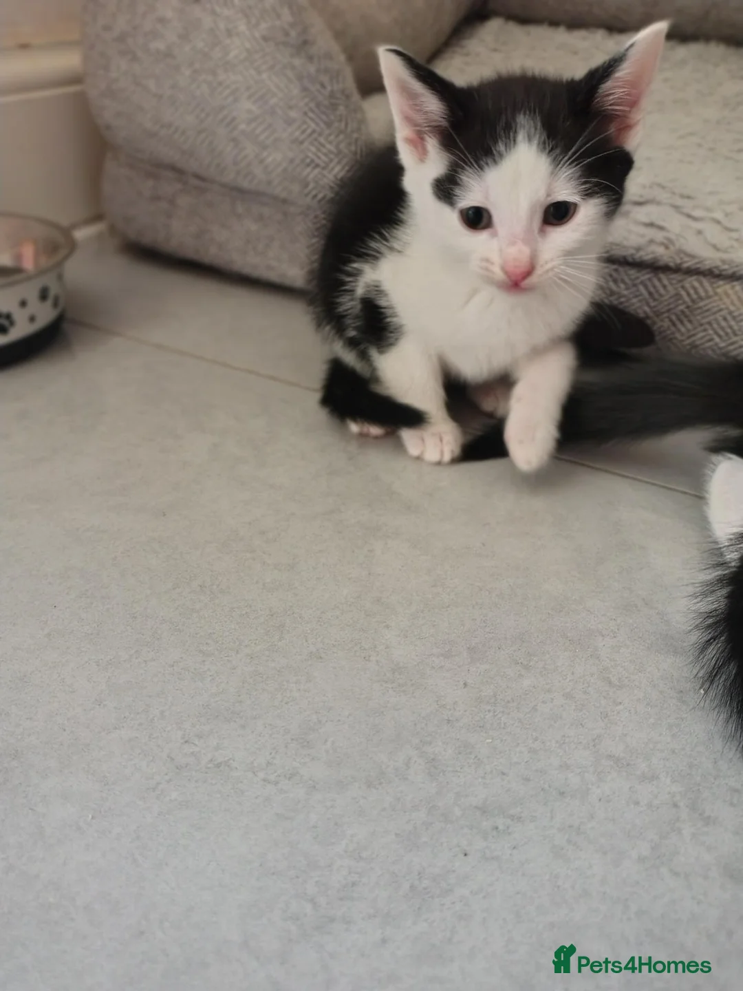 Mixed Breed cats for sale: Beautiful 8 week old 🐈‍⬛ - Advert 2