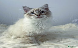 Ragdoll cats for sale: Playful Pedigree Ragdoll Kittens Available - Image 14