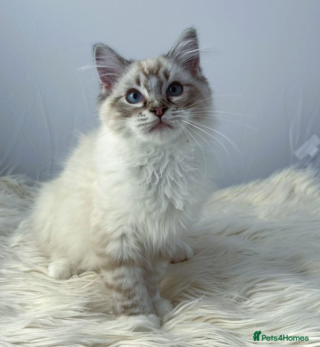Ragdoll cats for sale: Playful Pedigree Ragdoll Kittens Available - Image 14