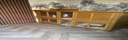 Mini Lop rabbits for sale: X2 Adult rabbits  - Advert 6