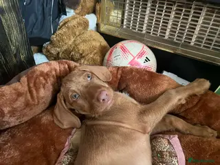 Hungarian Vizsla dogs Adorable Hungarian Vizsla Puppies-Family Raised - Advert 2