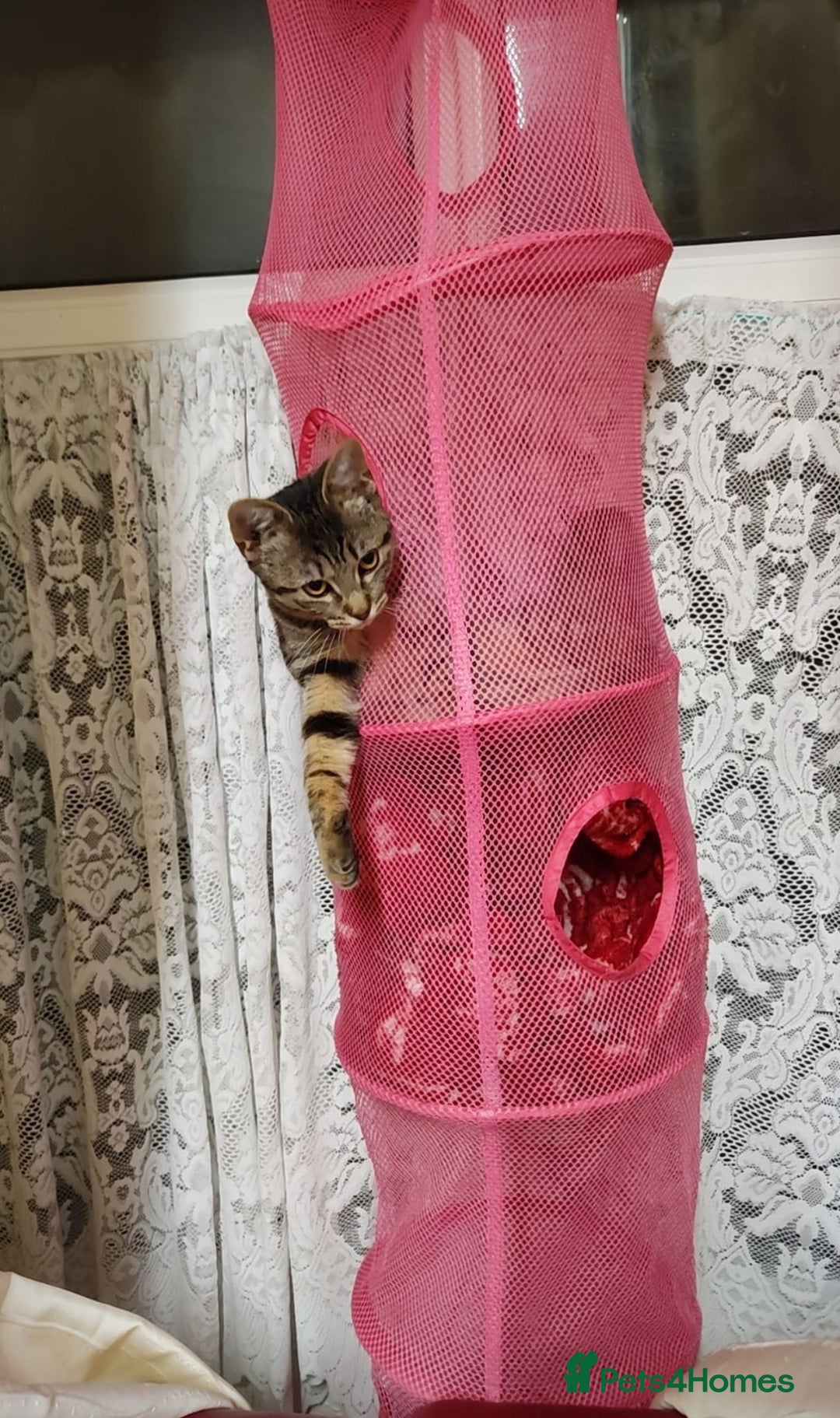 Mixed Breed cats for sale: Cat to rehome - Image 9
