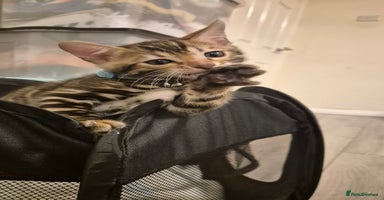 Bengal cats Beautiful bengal kittens... - Advert 4