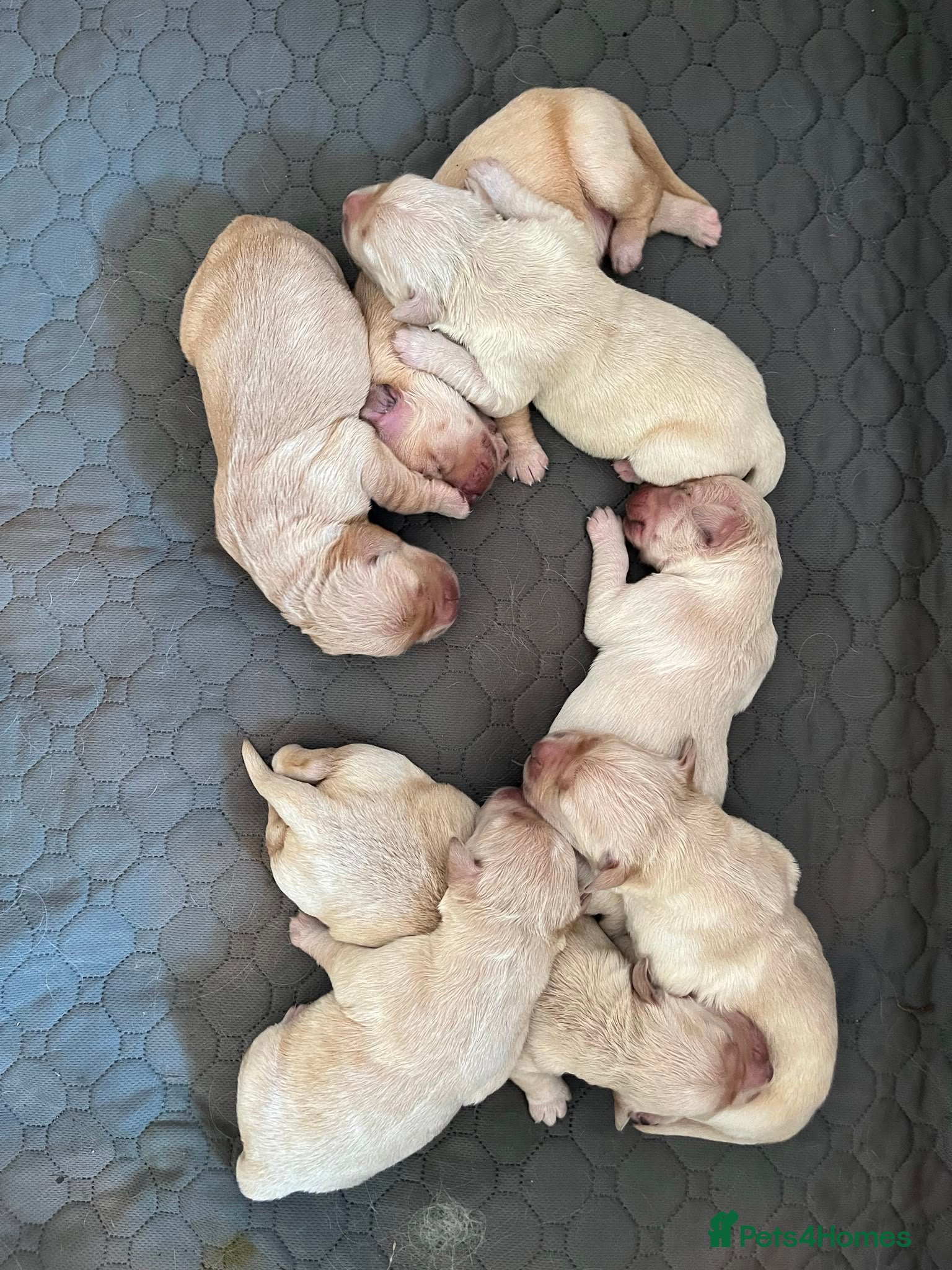 Golden Retriever dogs Golden Retrievers pure breed puppies - Advert 1
