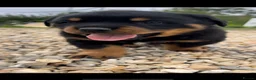 Rottweiler dogs for sale: Stunning German Rottweiler puppies - Advert 11