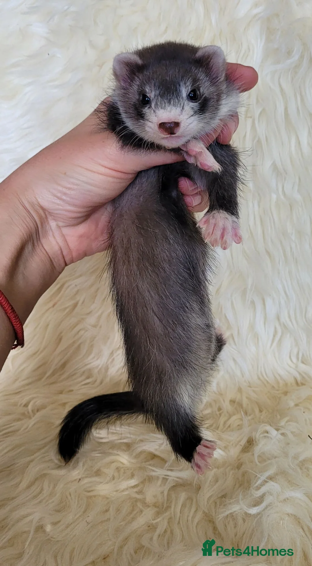 Ferret rodents for sale: Half Angora Jill's & Hobs - Advert 5