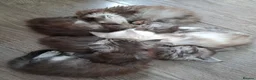 Maine Coon cats for sale: Maine Coon Kittens looking for new loving home in Birmingham - Advert 36