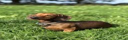 Miniature Dachshund dogs for sale: 2 Shaded Red miniature dachshund puppies (male) in Whitchurch - Advert 1