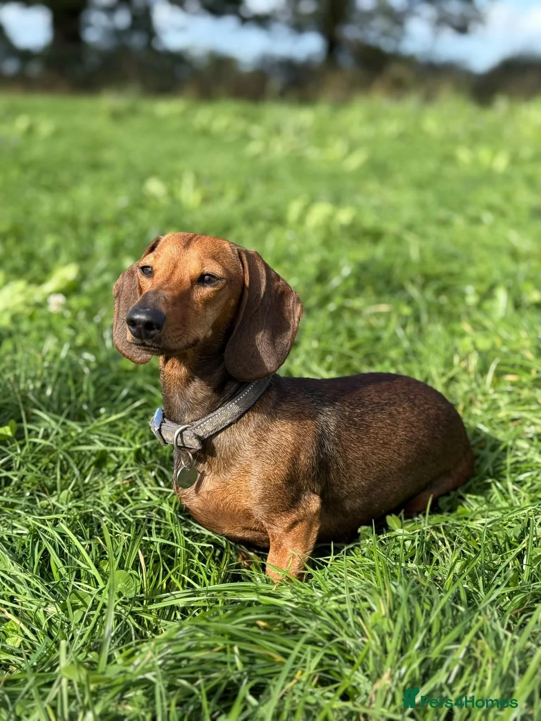 Miniature Dachshund dogs for sale: 2 Shaded Red miniature dachshund puppies (male) in Whitchurch - Advert 1