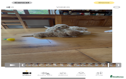 Poochon dogs for sale: Tiny farm bred teddy bear bundles of fun !  - Image 31