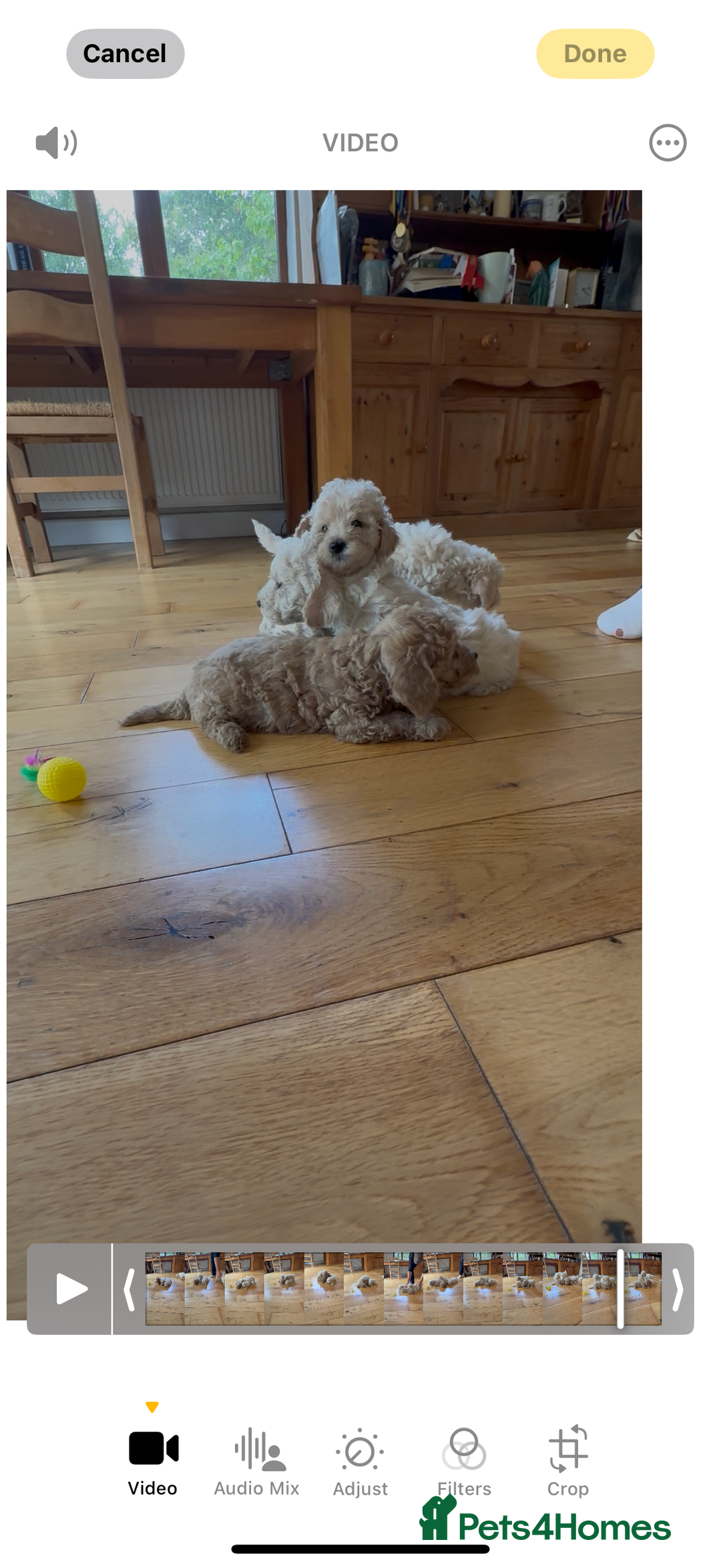 Poochon dogs for sale: Tiny farm bred teddy bear bundles of fun !  - Image 31