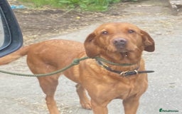 Labrador Retriever dogs for sale: Stunning working lab pups  - Image 7