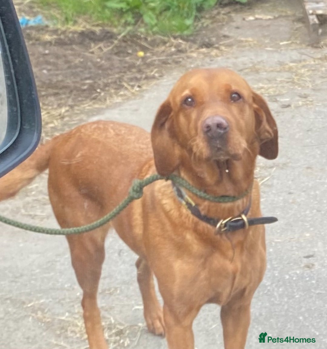 Labrador Retriever dogs for sale: Stunning working lab pups  - Image 7