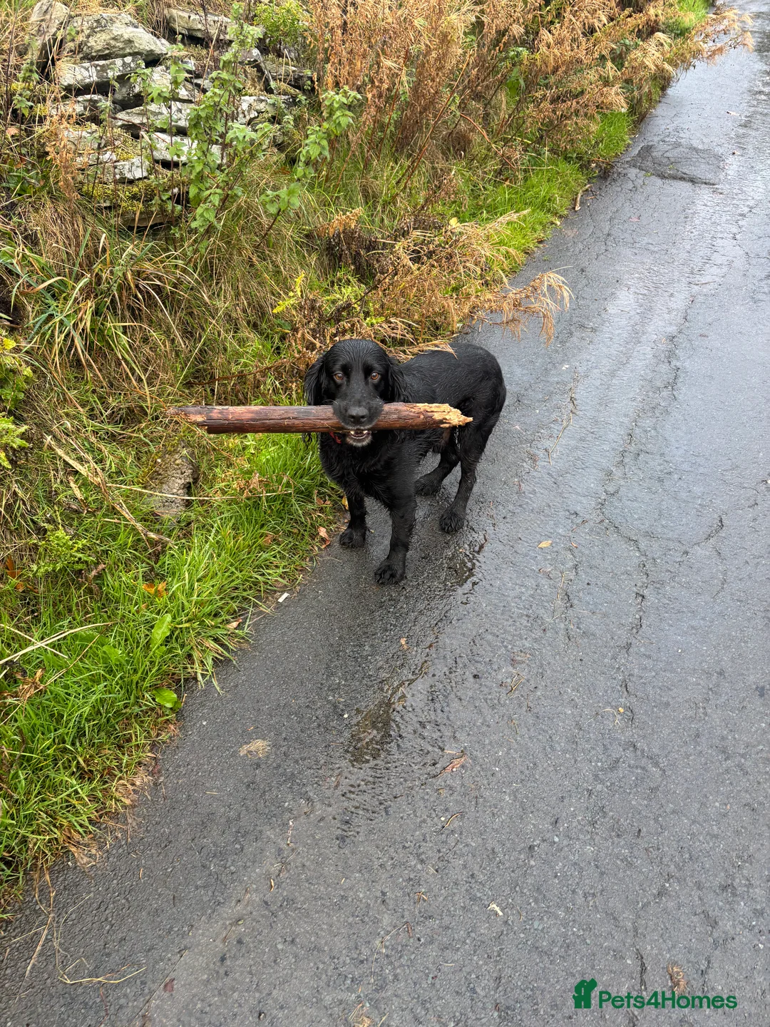 Cocker Spaniel dogs for stud: Cocker Spaniel for stud - NO FEE - Advert 4