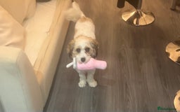 Cavachon dogs for sale: Ralphie (Neutered Cavachon)  - Image 1