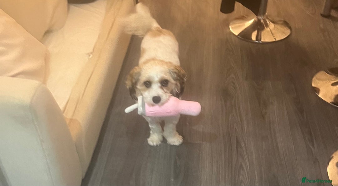 Cavachon dogs for sale: Ralphie (Neutered Cavachon)  - Image 1