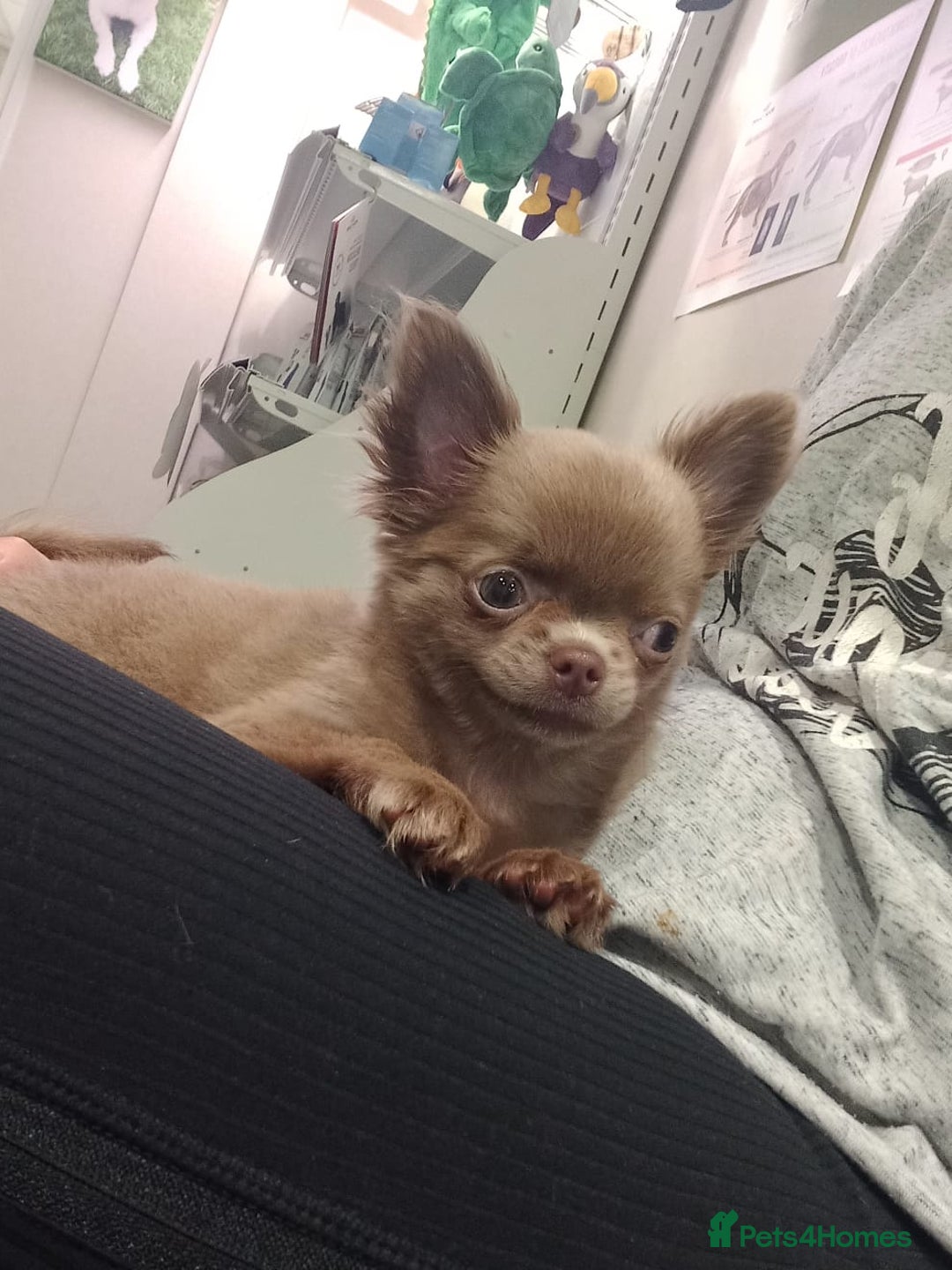 Chihuahua dogs for sale: Dna tested parents Lilac girl - Image 7