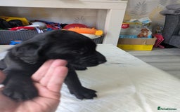 Labrador Retriever dogs for sale: Retriever Labrador puppys for sale - Image 18