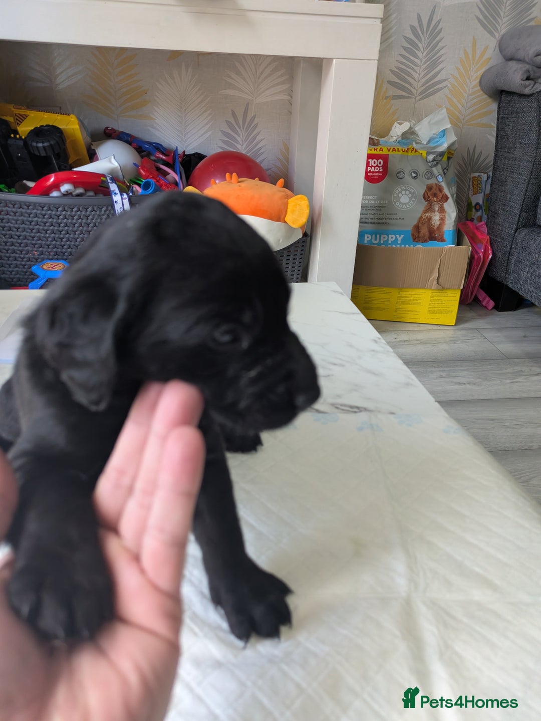 Labrador Retriever dogs for sale: Retriever Labrador puppys for sale - Image 18