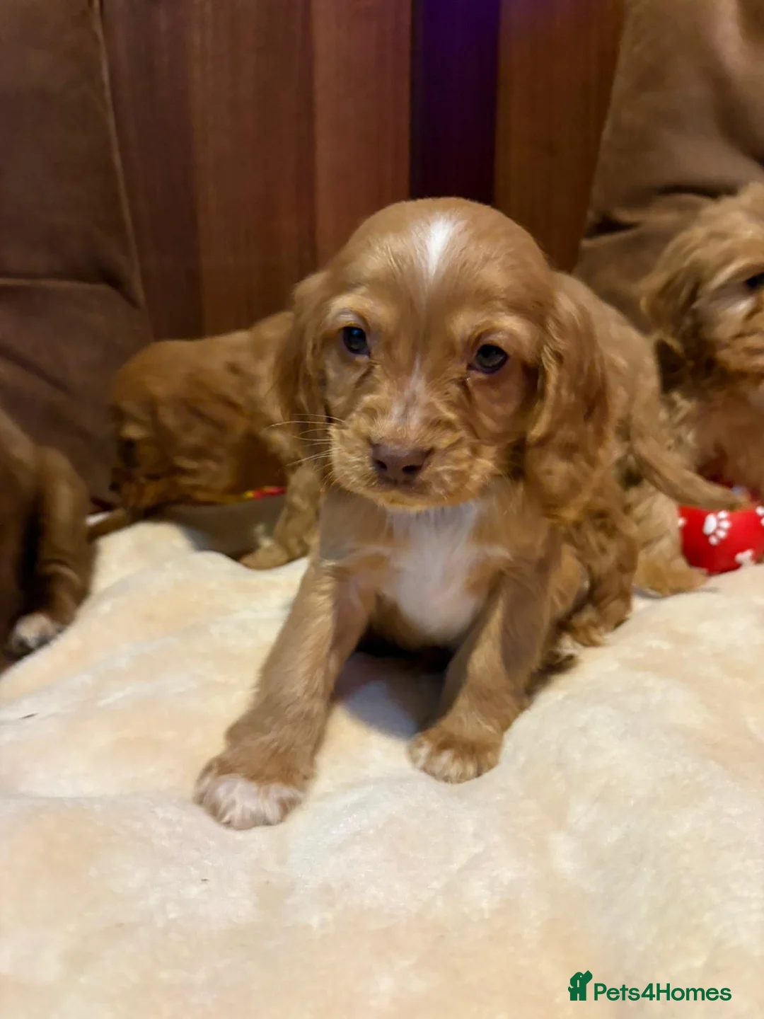 Cockalier dogs for sale: Adorable cockaliers  - Advert 32