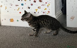 Mixed Breed cats for sale: Two lovely female kittens  - Image 2