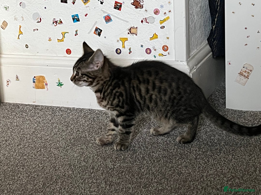 Mixed Breed cats for sale: Two lovely female kittens  - Image 2