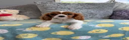 Cavalier King Charles Spaniel dogs for sale: Exquisite Cavalier Pups DNA Clear - Advert 1