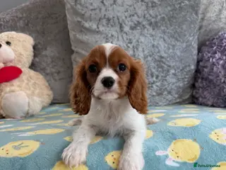 Cavalier King Charles Spaniel dogs for sale: Exquisite Cavalier Pups DNA Clear - Advert 1