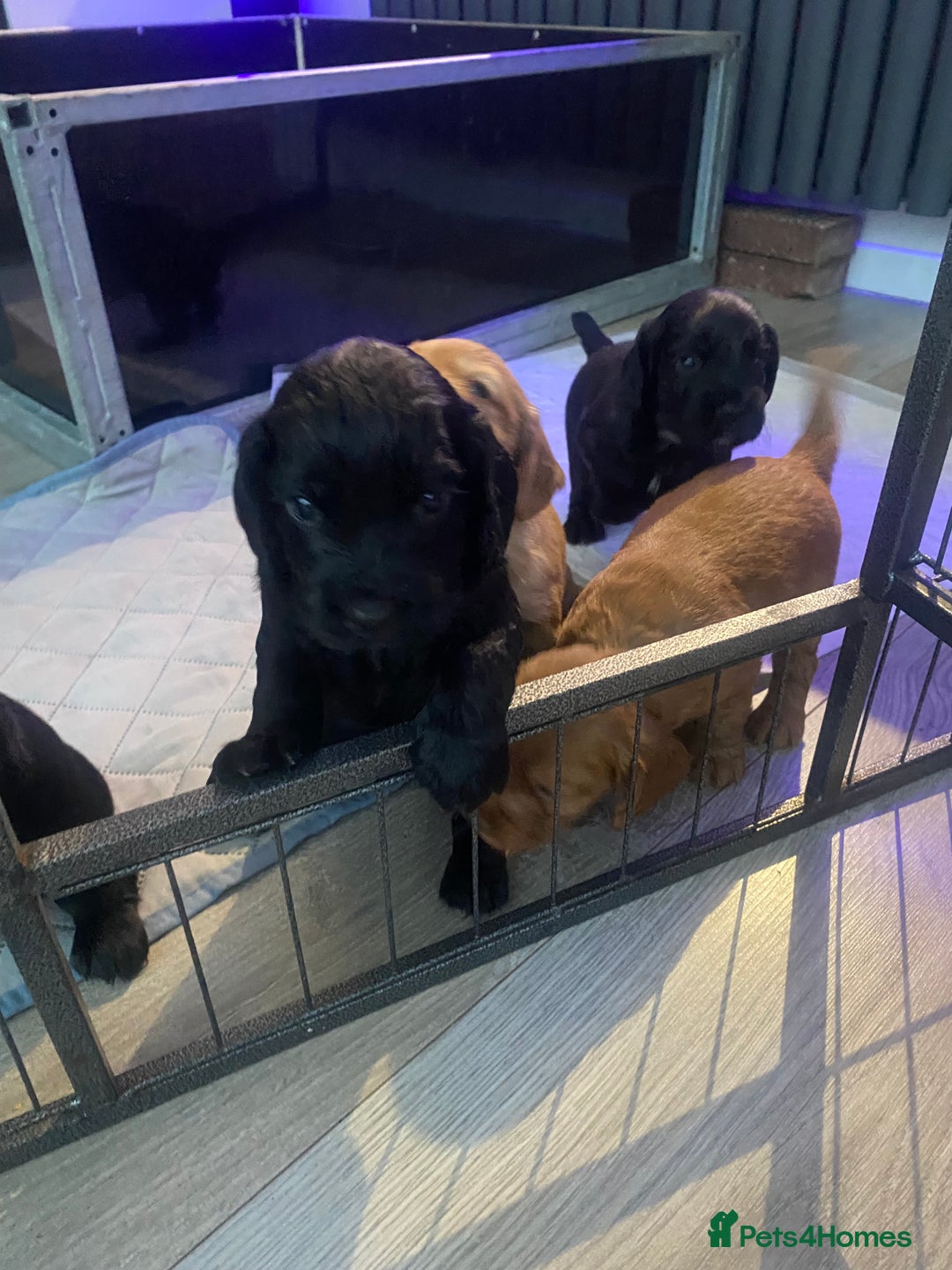 Cocker Spaniel dogs for sale: Working Cocker spaniel puppies for sale - Image 4