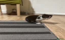 Mixed Breed cats for sale: 2 female + 2 male kittens  - Image 7